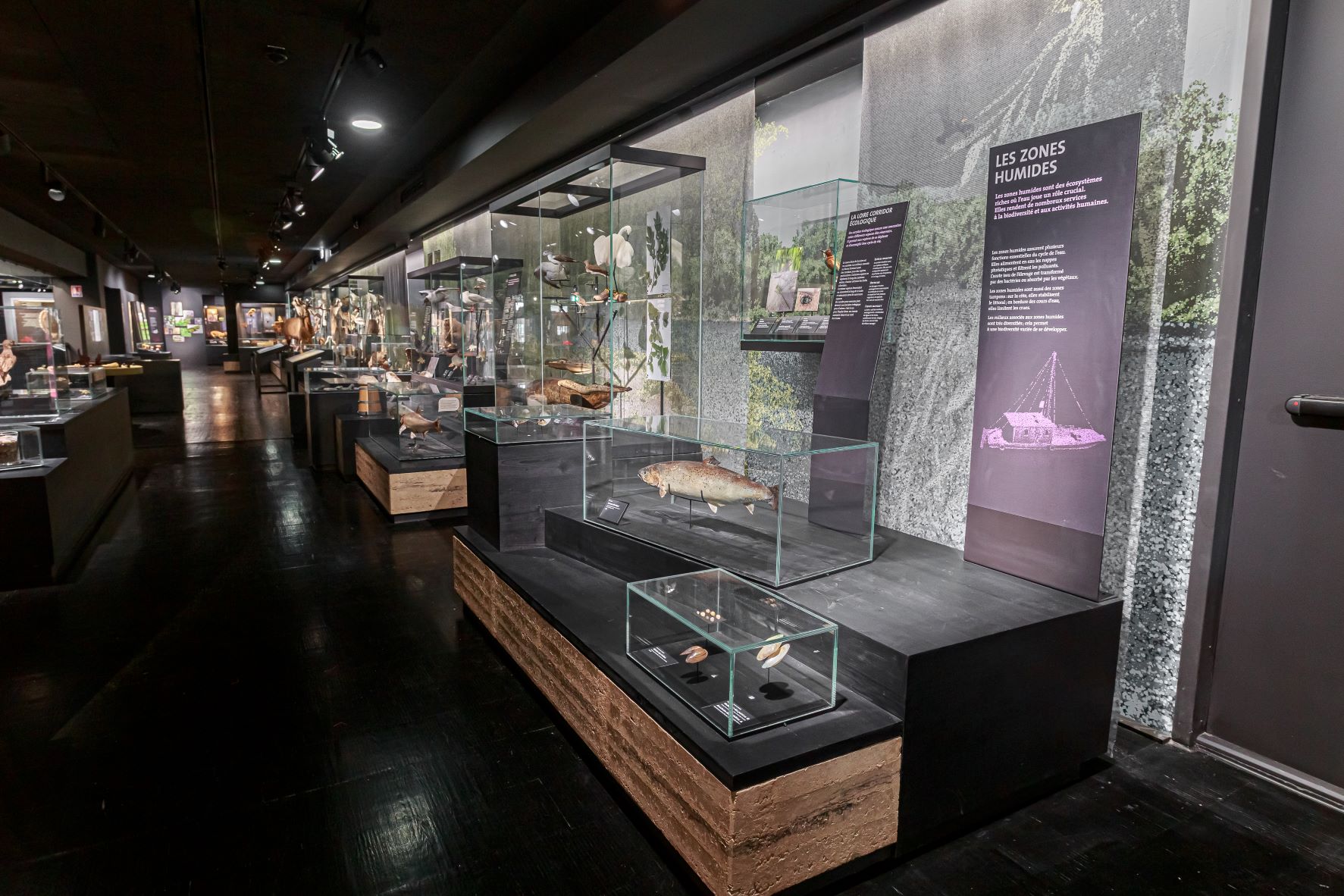 Museum d'Orléans pour la Biodiversité et l'Environnement